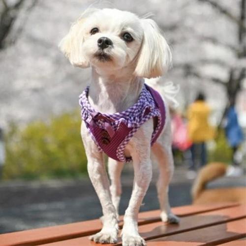 Puppia Vivien hundesele med sløjfe – Stilfuldt og funktionelt design