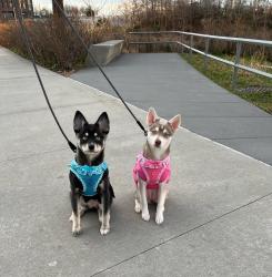 Puppia Vivien Soft Hundesele Rosa – Justerbar om maven