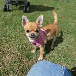 Chihuahua med rosa puppiasele