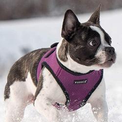 Puppia hundesele med sikker lukning på ryggen