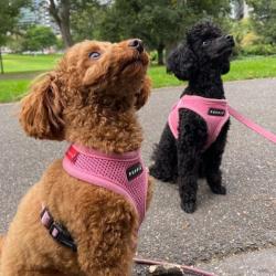 Hundesele i blød mesh – Skånsom og behagelig pasform