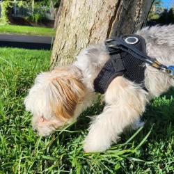 Puppia hundesele med sikker lukning på ryggen