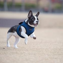 Hundesele i blød mesh – Skånsom og behagelig pasform
