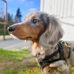 Hundesele i blød mesh – Som passer gravhunde perfekt