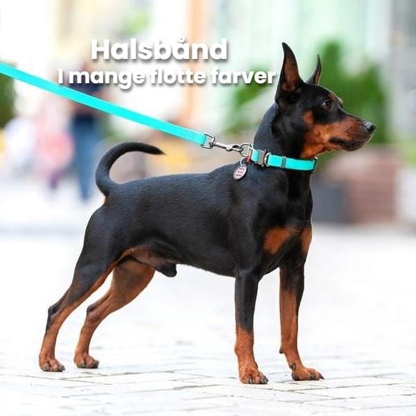 Hundehalsbånd