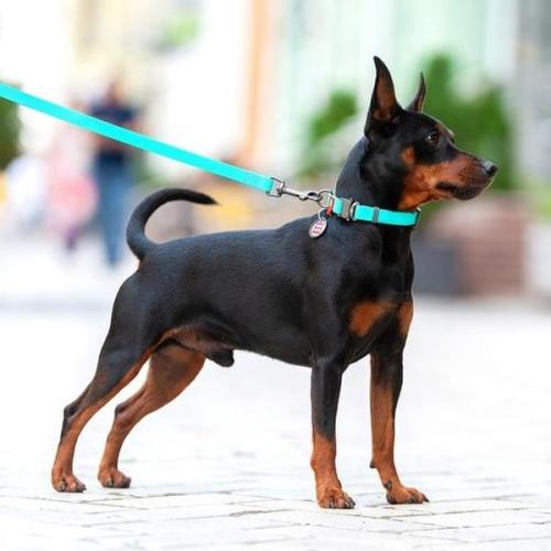 Perfekt pasform – Justerbart og behageligt for din hund