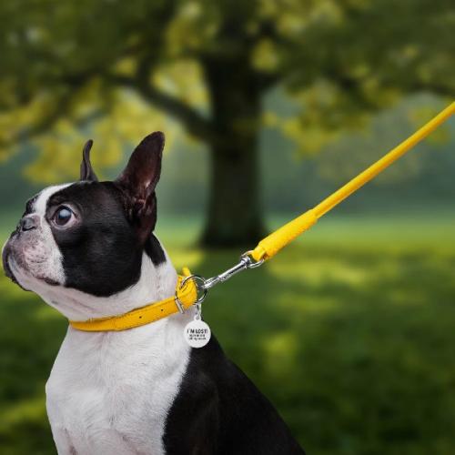 Perfekt pasform – Justerbart og behageligt for din hund