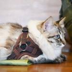 Step In kattesele i army camouflage fra Catspia – nem at tage på uden over hovedet