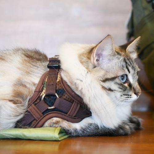 Step In kattesele i army camouflage fra Catspia – nem at tage på uden over hovedet