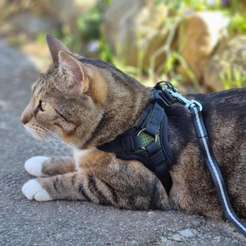 Step In kattesele i army camouflage fra Catspia – nem at tage på uden over hovedet