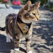 Catspia kattesele i åndbart 