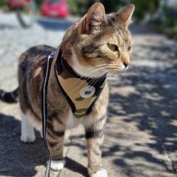 Catspia kattesele i åndbart 