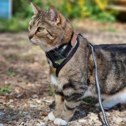 Justerbar Catspia kattesele i army camouflage med sort kant