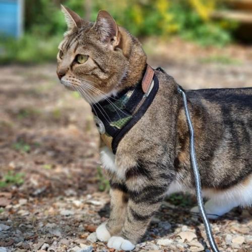 Justerbar Catspia kattesele i army camouflage med sort kant