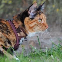 Justerbar Catspia kattesele i army camouflage med brun kant