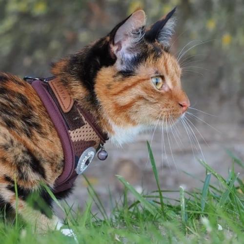 Justerbar Catspia kattesele i army camouflage med brun kant