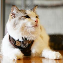 Catspia kattesele i åndbart 