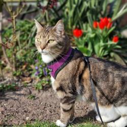 Syren Soft Katte- og killingesele