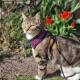 Syren Soft Katte- og killingesele