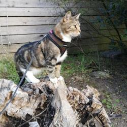 Soft Katte- og killingesele i army