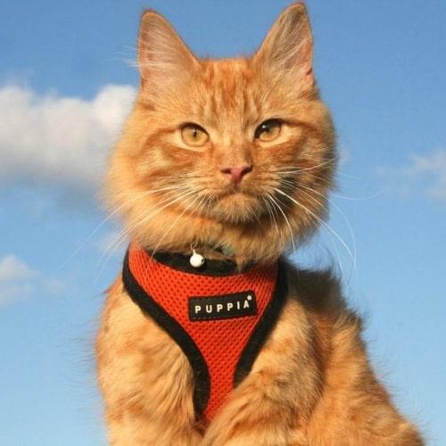Orange Soft Katte- og killingesele