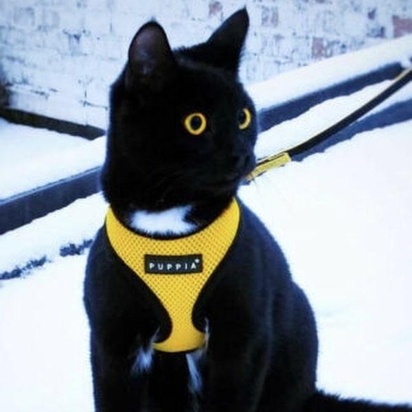 Gul Soft Katte- og killingesele