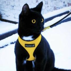 Gul Soft Katte- og killingesele