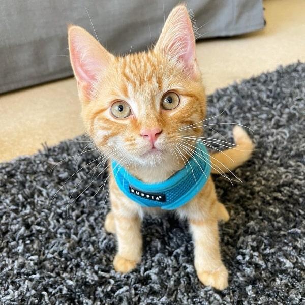 Soft Katte- og killingesele X-Small i Mange farver