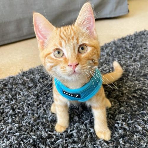 Soft Katte- og killingesele X-Small i Mange farver