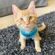 Soft Katte- og killingesele X-Small i Mange farver