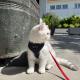 Flot Soft Katte- og killingesele