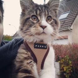 Sandfarvet Soft Katte- og killingesele