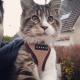 Sandfarvet Soft Katte- og killingesele