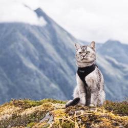Soft Katte- og killingesele der passer alle