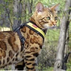 Soft Katte- og killingesele der sidder godt