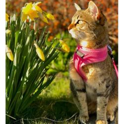 Neon pink Soft Katte- og killingesele