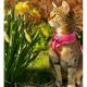 Neon pink Soft Katte- og killingesele
