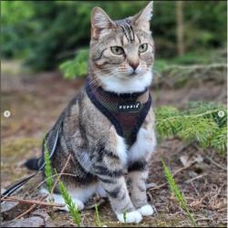 Army Soft Katte- og killingesele