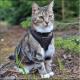Army Soft Katte- og killingesele