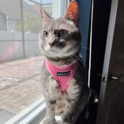 Rosa Soft Katte- og killingesele