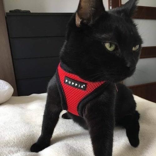 Rød Soft Kattesele Medium