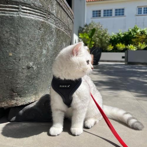 Flot Soft Kattesele Medium