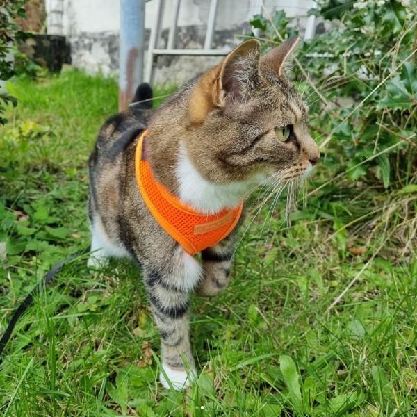 Neon orange Soft Kattesele Medium