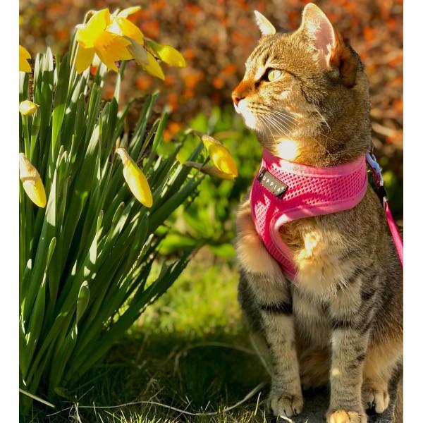 Neon pink Soft Kattesele Medium