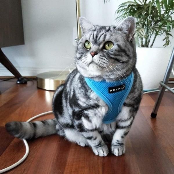 Azurblå Soft Kattesele Medium