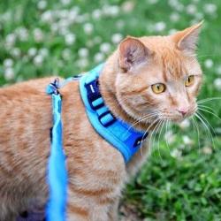 Justerbar Puppia sele til katte – komfortabel og sikker pasform.