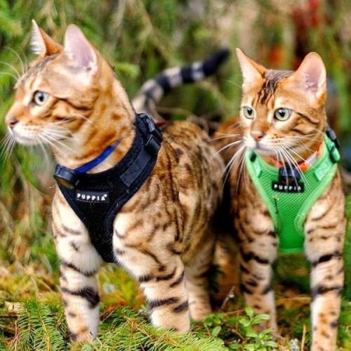 Puppia kattesele i blødt og åndbart mesh-materiale.