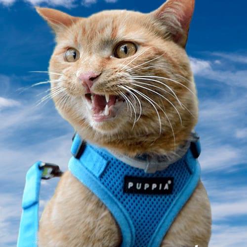 Blå Puppia kattesele med stærk D-ring til snorfastgørelse.