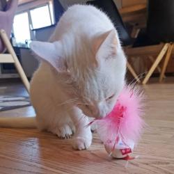 Feather Wobble Pet Droid – spændende jagtleg