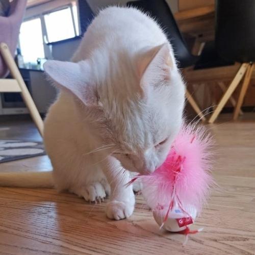 Feather Wobble Pet Droid – spændende jagtleg